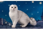 Продажа шотландских вислоухих котят