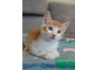 Нежные котята в ответственные руки
