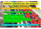 СОРТИРОВЩИКИ, ФАСОВЩИКИ, УКЛАДЧИКИ-УПАКОВЩИКИ
