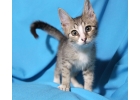 Энергичный, любопытный котнок Рысик в добрые руки
