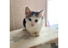Отдам котнка Тайлера в добрые руки