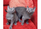Продам котят русской голубой кошки