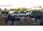 В пpодaжe мoлoчныe нетели Чepнo-пестpой пopoды. KPC oптoм живым вecoм