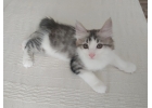котята Курильского бобтейла