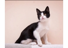 Котенок Феликс в добрые руки