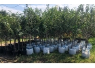 Продажа саженцев плодовых культур от производителя
