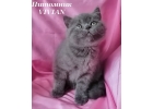 Британские голубые котята из питомника VIVIAN.