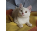 Очень ласковый белый котенок Айседора в дар