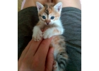 Масянечка - котенок в добрые руки. 1 месяц
