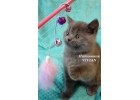 Британские котята голубого окраса из питомника.