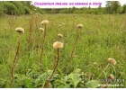 Левзея семена на 20 соток - 40 000 шт. Интернет-магазин