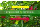 Осенняя распродажа в Пушкинском питомнике декоративных растений