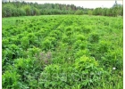 Семена серпухи на 10 соток - 20 000 шт Serratula coronata L