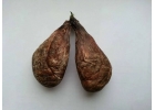 Продам струю бобра мускус, барсучий жир, медвежий жир, кровь марала
