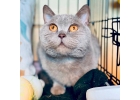 Шикарная британка Софа в дар