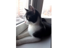 Невероятно ласковый котенок-подросток Феликс в дар