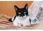 Классная кошка Кайли в дар