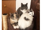 Ласковые красавцы-котята в добрые руки