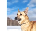 Обратите внимание на Марика Домашний пс в приюте