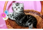 Британские котята из питомника VIVIAN.