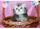 Британские котята черный мрамор на серебре из питоменика VIVIAN.