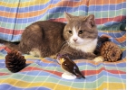 Прекрасный щекастенький кот Барсик в дар
