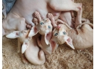 Котята Канадского Сфинкса Чистокровные малыши голыши