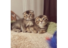 Элитные шотландские котята