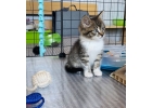 Забавный котенок Мишаня в добрые руки