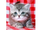 Британские плюшевые котята из питомника VIVIAN.