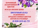Цветочный склад, опт-розница, низкие цены Буденновск