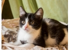 Котенок-девочка в добрые руки