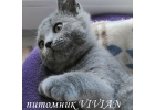 Британский чистокровный котик голубого окраса.