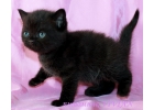 Британские клубные черные котята из питомника VIVIAN.