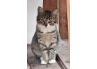 Котята срочно ищут дом Мерзнут на дачах