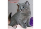 Британские голубые и лиловые котята из питомника VIVIAN.