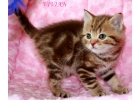 Бртанские мраморные котята из питомника VIVIAN.