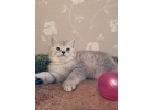 Роскошные британские котята серебристая шиншилла