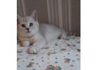 Британские котята девочки окрас шиншилла