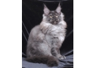 Котята мейн-кун яркие крупные меховуны