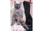 Светлый дым котик мейн-кун 4 месяца