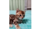 Продаются бенгальские котята