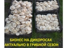 Бизнес на дикоросах.